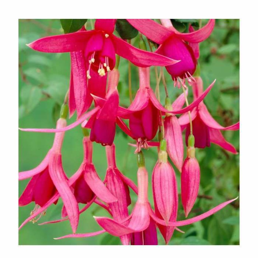 Bedding Plants * | Fuchsia 'Red Spider' | 10.5Cm Pot