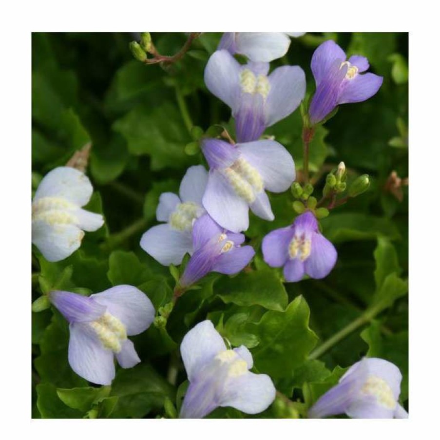 Pond Plants * | Blue Mazus | Mazus Reptans