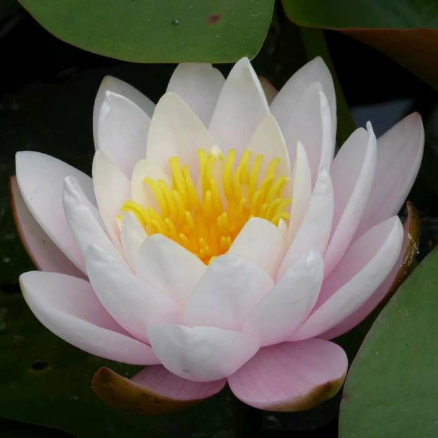 Pond Plants * | Large Water Lily 'Marliacea Rosea' Nymphaea 'Marliacea Rosea' 3L Pot