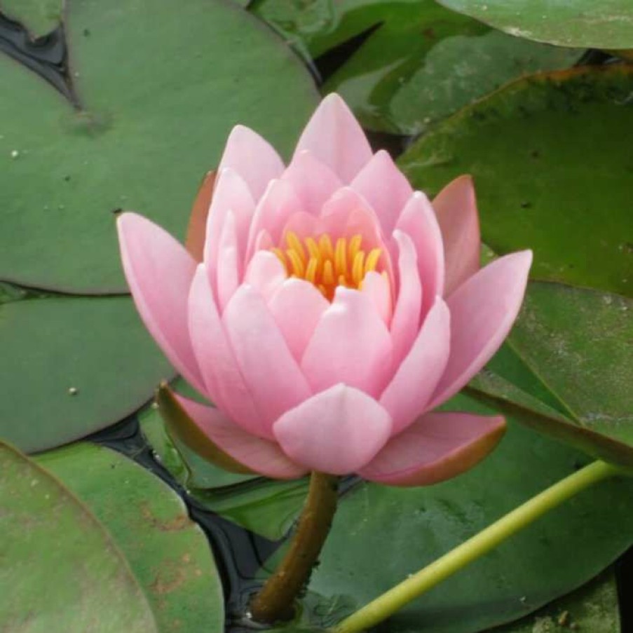 Pond Plants * | Large Water Lily 'Marliacea Rosea' Nymphaea 'Marliacea Rosea' 3L Pot