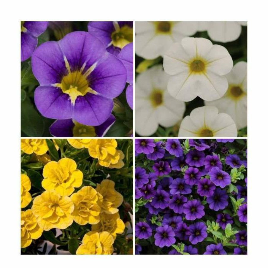 Bedding Plants * | 60 X Jumbo Plugs | Colourful Calibrachoa Collection | Hand-Picked By Experts