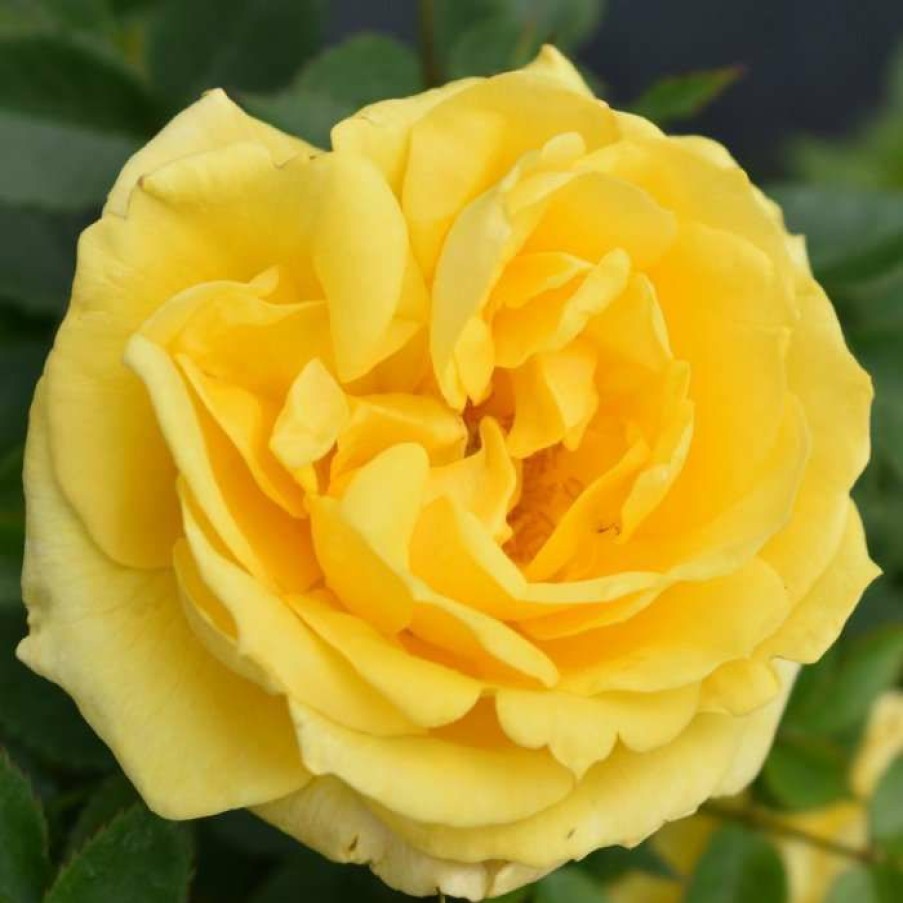 Ornamental Shrubs * | Golden Anniversary' Patio Rose 5.5L Pot