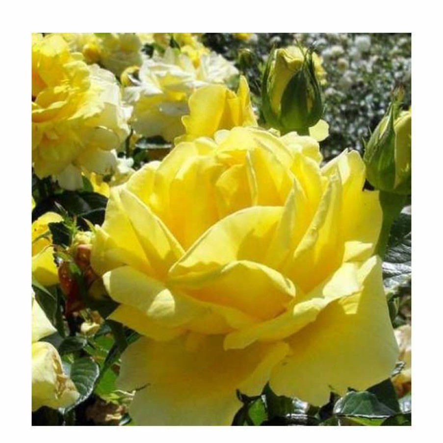 Ornamental Shrubs * | Golden Anniversary' Patio Rose 5.5L Pot