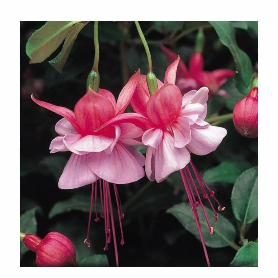 Bedding Plants * | Upright Fuchsia 'Heidi Anne' | Pack Of 5 Plug Plants