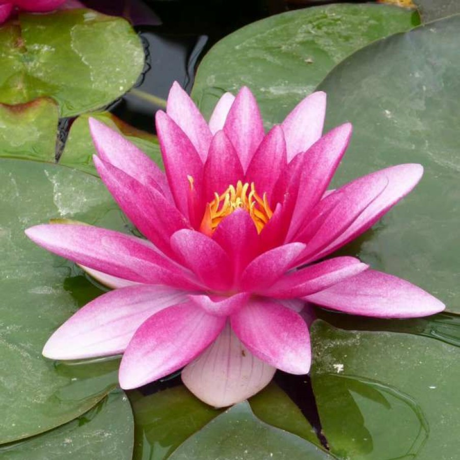 Pond Plants * | Nymphaea 'Charles De Meurville' | Water Lily