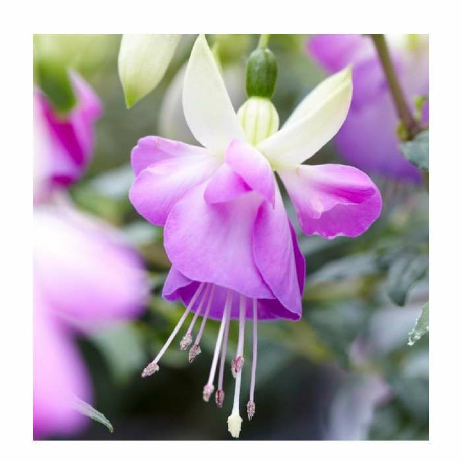 Bedding Plants * | Fuchsia 'Delta Sarah' | 3L Pot