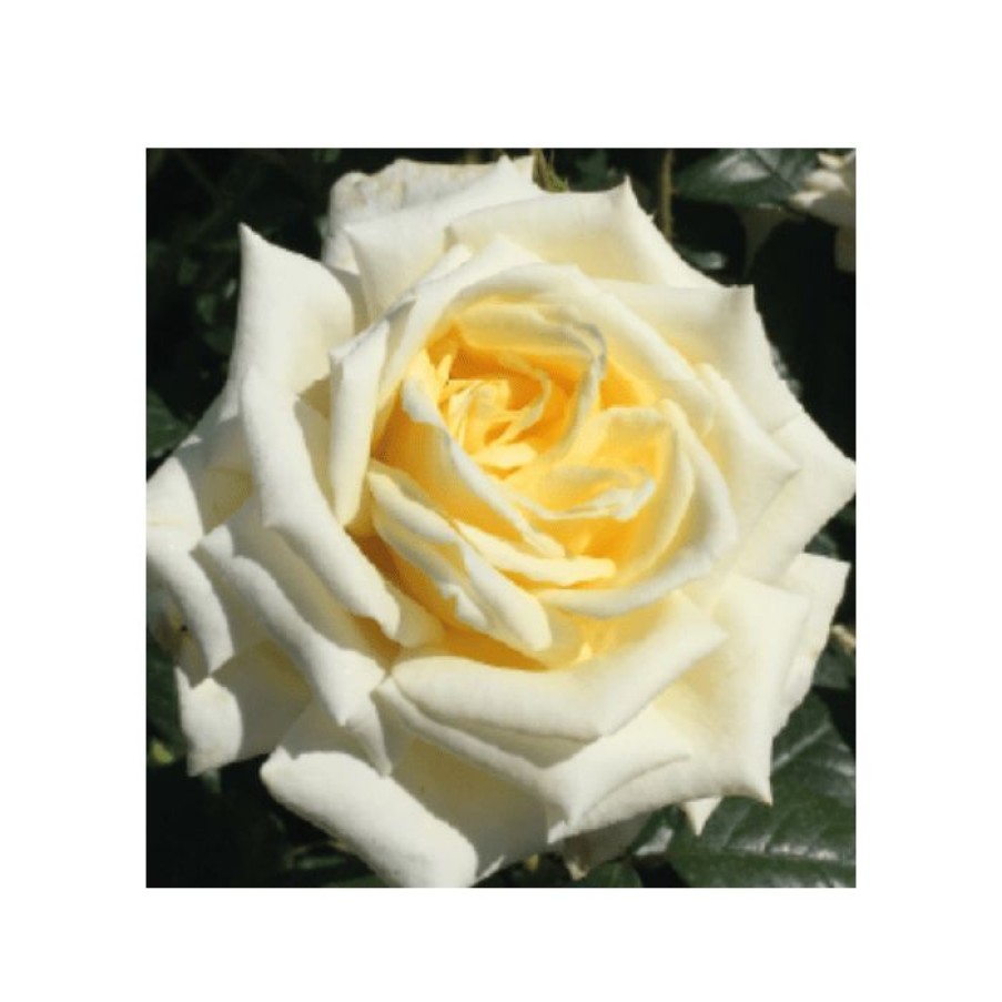 Rose Bushes * | Diamond Days | Hybrid Tea Rose