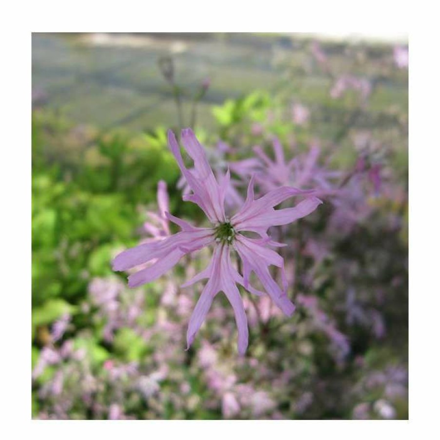 Pond Plants * | 3X Ragged Robin Lychnis Flos-Cuculi 9Cm Pots