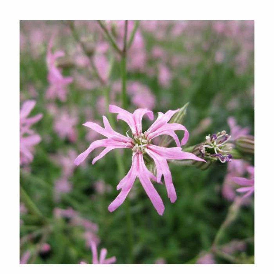 Pond Plants * | 3X Ragged Robin Lychnis Flos-Cuculi 9Cm Pots