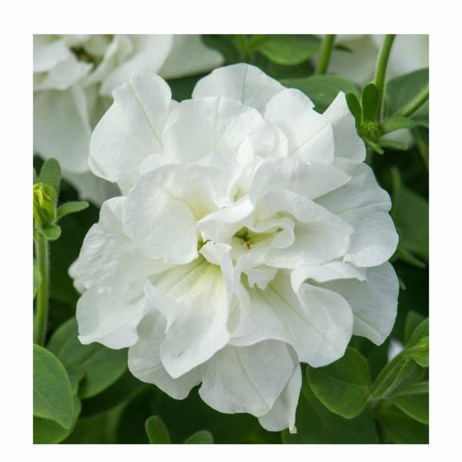 Bedding Plants * | Petunia Tumbelina 'Diana' | Bedding | 5 X Large Plugs