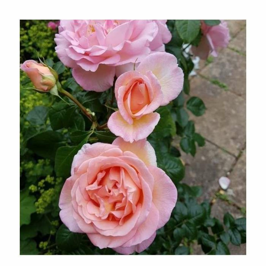 Rose Bushes * | Sweet Syrie | Climbing Rose