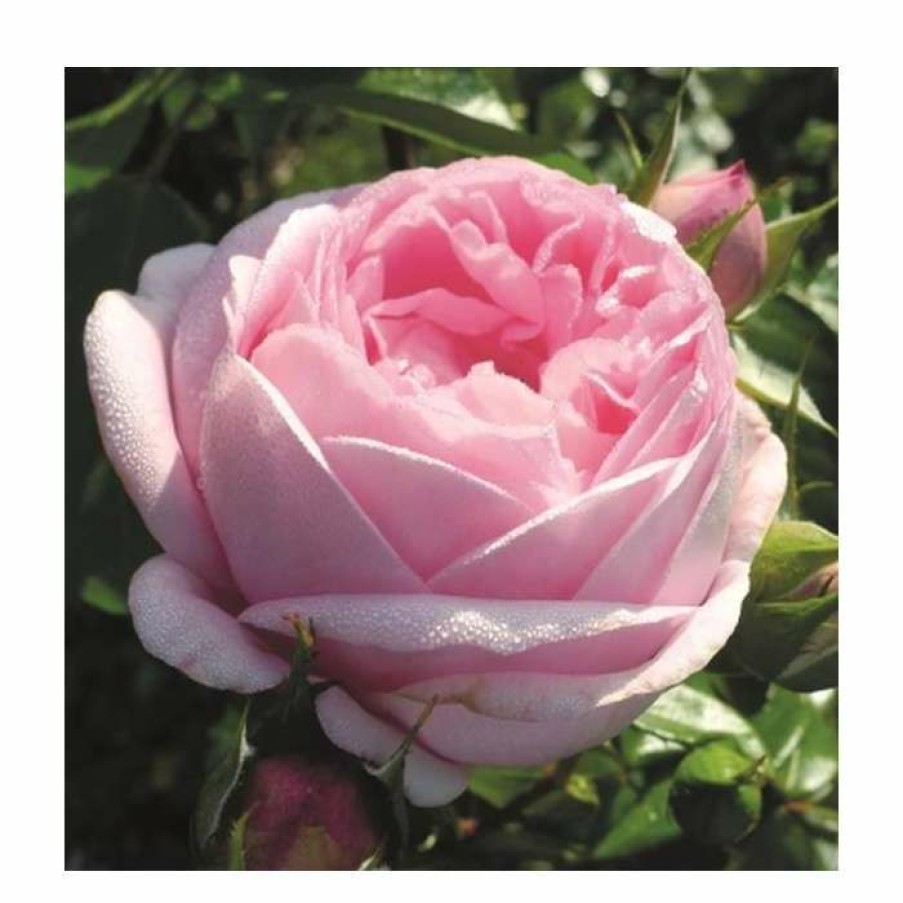 Ornamental Shrubs * | Pink Martini Bush Rose 5.5L Pot