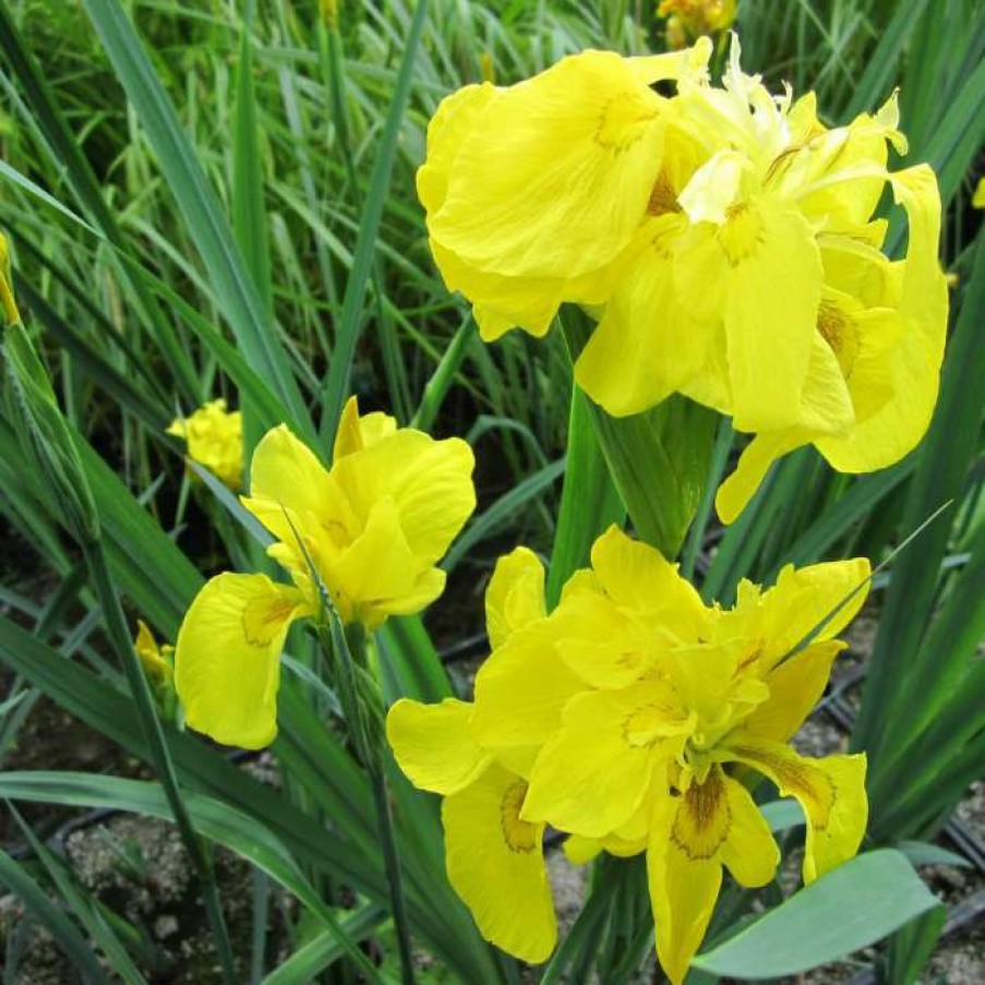 Pond Plants * | Large Double Yellow Flag Iris Pseudacorus Flore Pleno 3L Pot