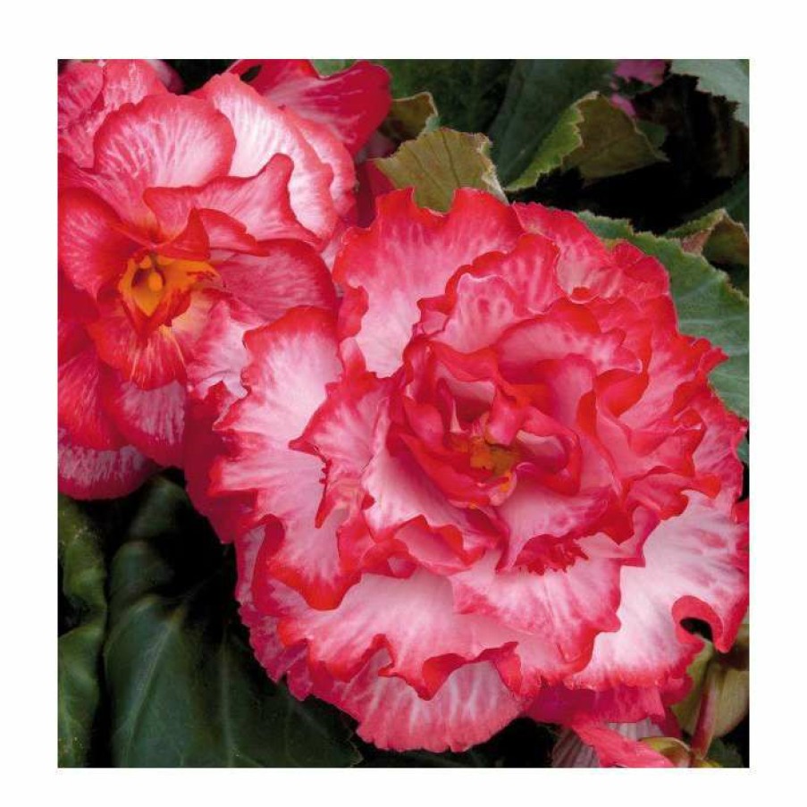 Bedding Plants * | Begonia 'Majestic White Pink Picotee' | Perennials | Pack Of 5 Large Premium Plug Plants