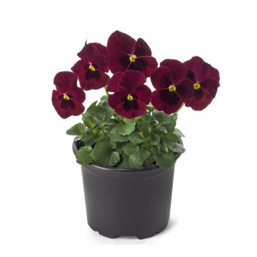 Bedding Plants * | Pansy 'Red Blotch' | 10.5Cm Pot