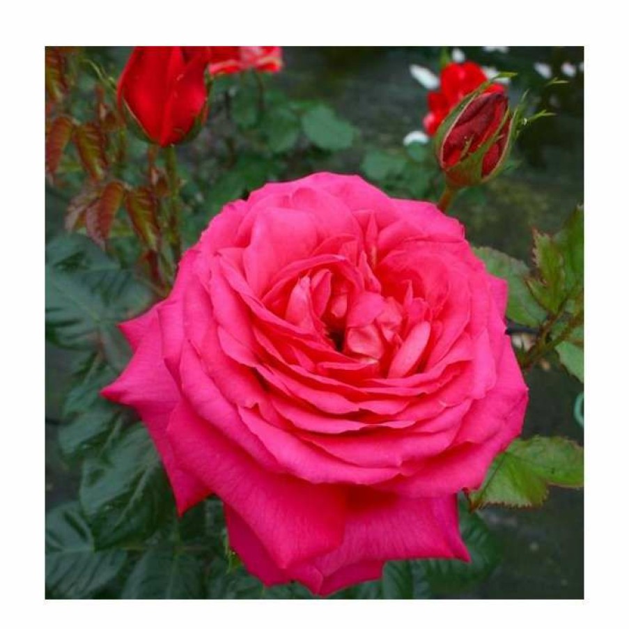 Rose Bushes * | My Dad Bush Rose 5.5L Pot