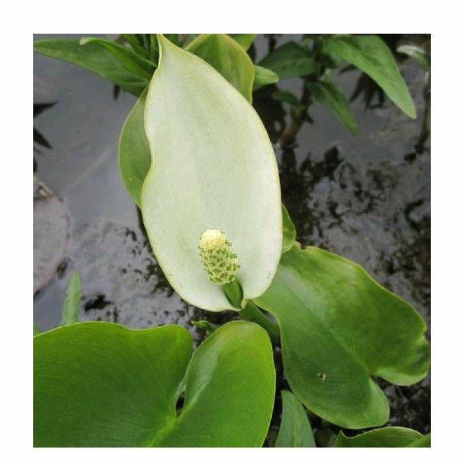 Pond Plants * | Marsh Calla | Calla Palustris