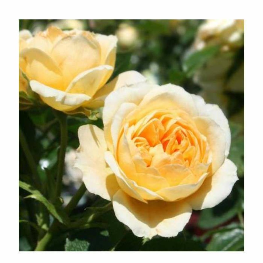 Ornamental Shrubs * | Sweet Memories' Bush Rose 5.5L Pot