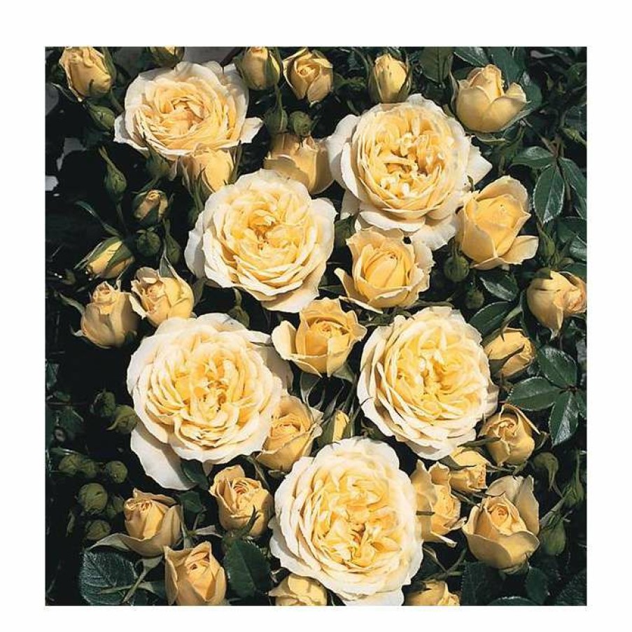 Ornamental Shrubs * | Sweet Memories' Bush Rose 5.5L Pot