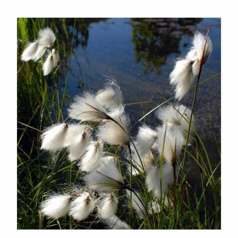 Pond Plants * | 3X Common Cotton Grass Scirpus Angustifolium 9Cm Pots