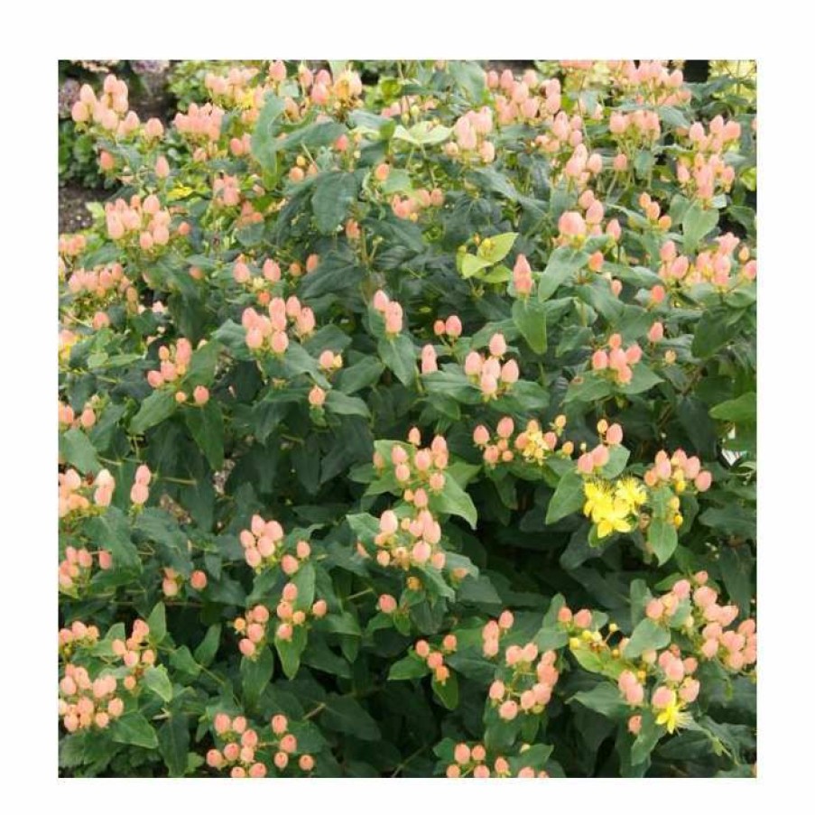 Ornamental Shrubs * | 15 20Cm Hypericum X Inodorum (Magical Innocence) | St. John'S Wort | 9Cm Pot