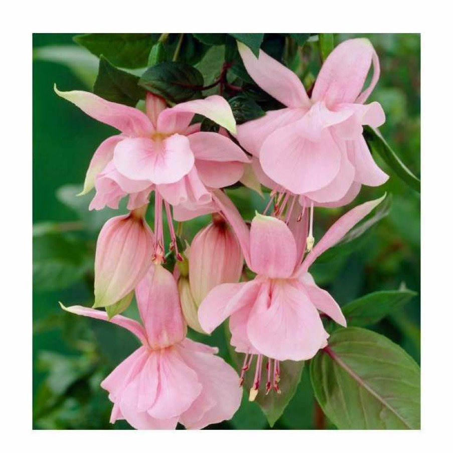 Bedding Plants * | Fuchsia 'Pink Galore' | 10.5Cm Pot