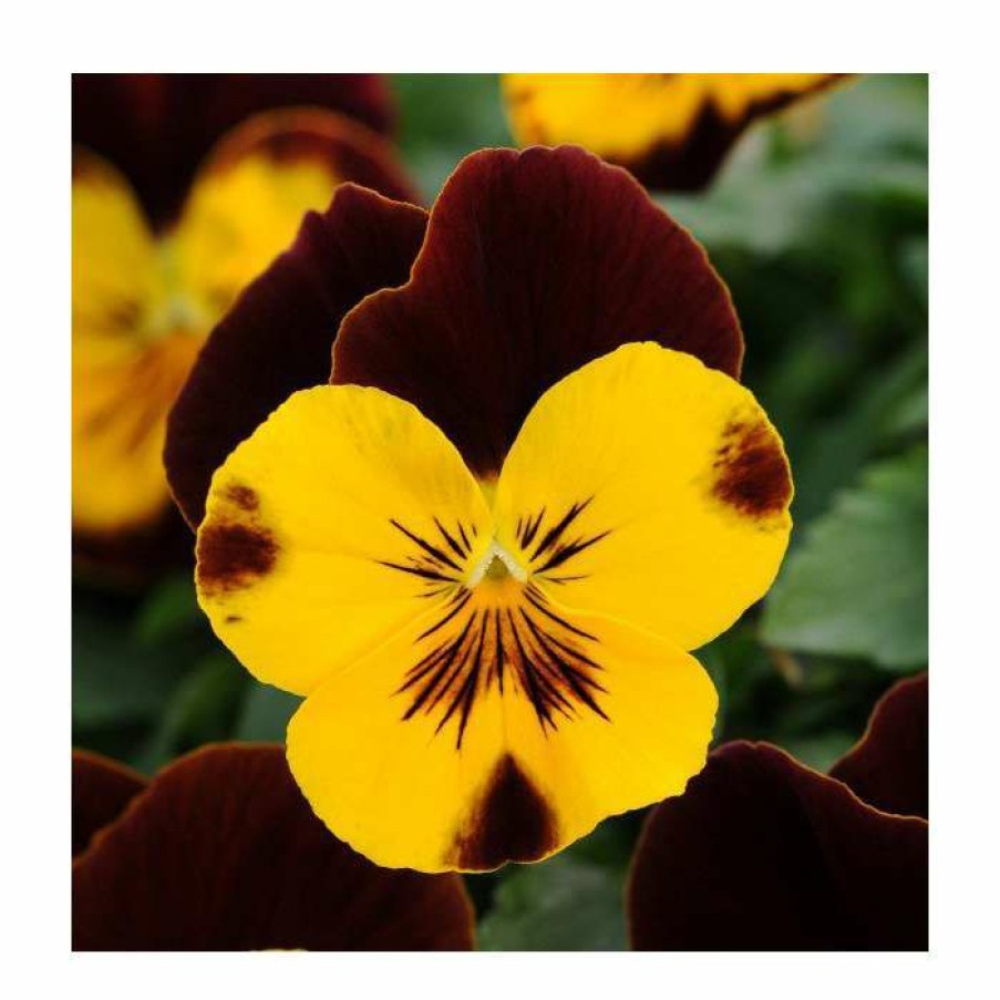 Bedding Plants * | Pansy 'Red Wing' | 10.5Cm Pot | Pansy Cool Wave