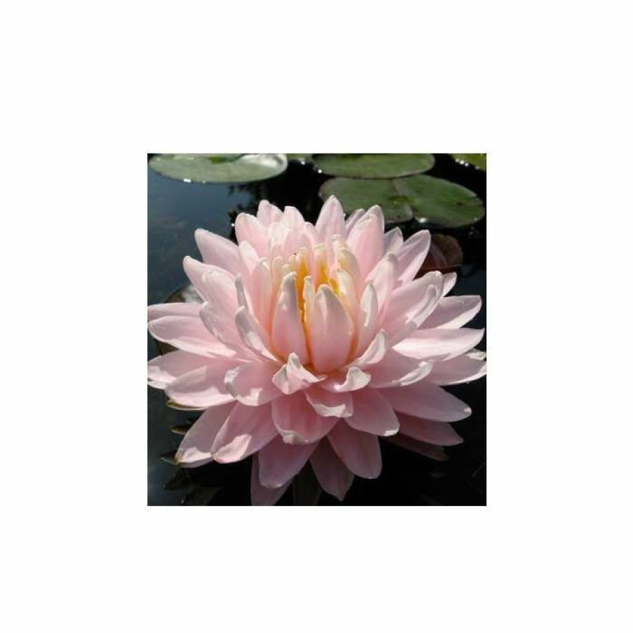 Pond Plants * | Large Water-Lily 'Gloire Du Temple-Sur-Lot' Nymphaea 'Gloire Du Temple-Sur-Lot' 3L Pot