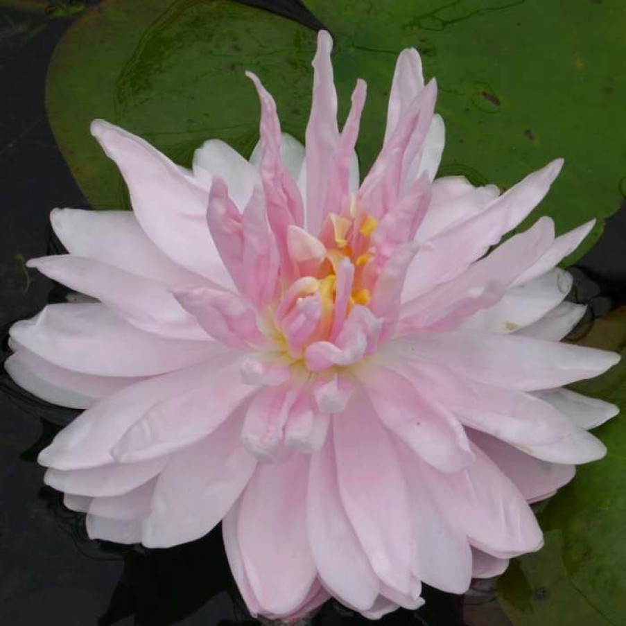 Pond Plants * | Large Water-Lily 'Gloire Du Temple-Sur-Lot' Nymphaea 'Gloire Du Temple-Sur-Lot' 3L Pot