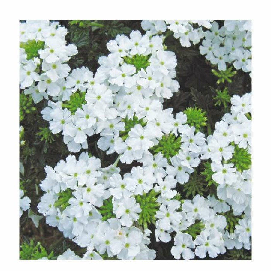 Perennial Plants * | Verbena Vera 'White Improved' | 9Cm Pot