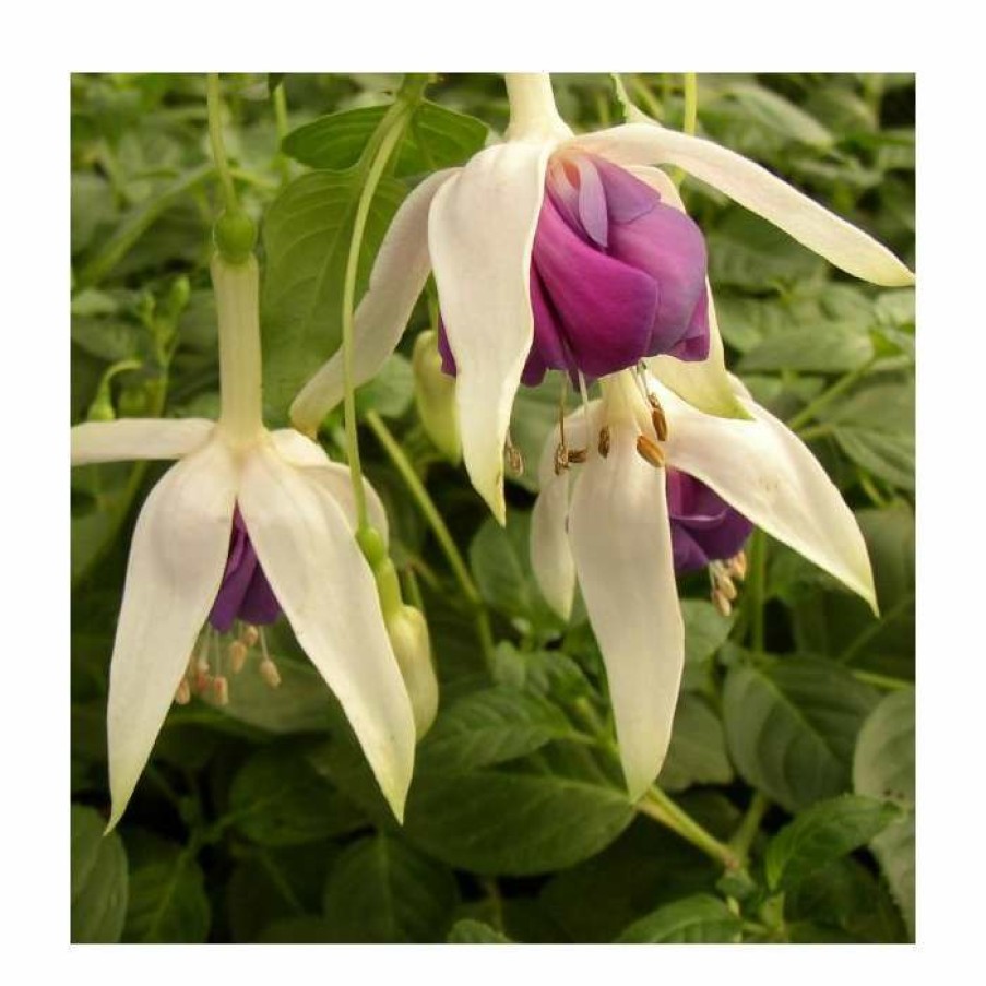 Bedding Plants * | Fuchsia 'Quasar' | 10.5Cm Pot