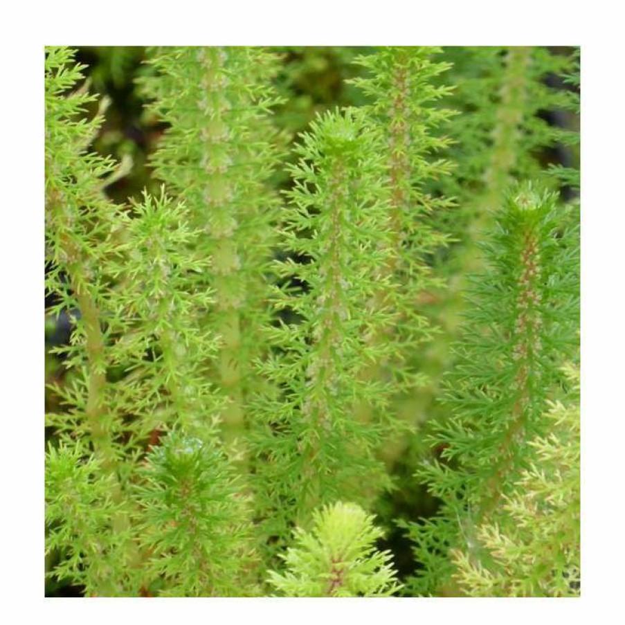 Pond Plants * | 3X Upright Water Milfoil Myriophyllum Crispatum 9Cm Pots