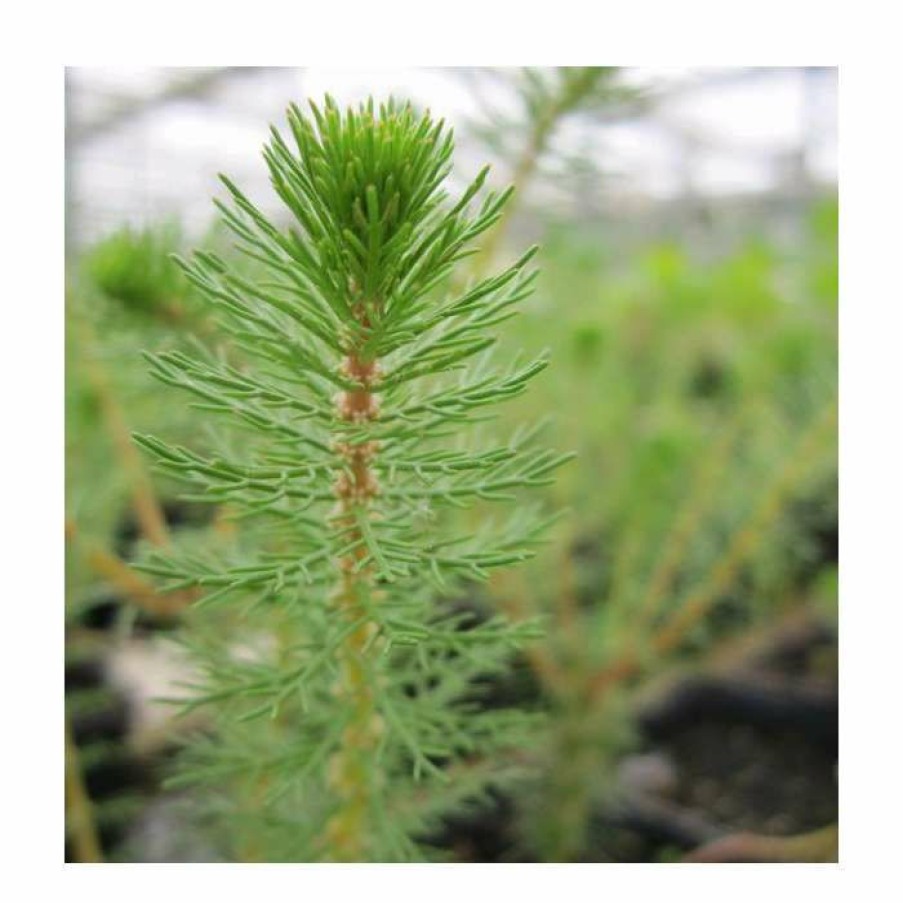 Pond Plants * | 3X Upright Water Milfoil Myriophyllum Crispatum 9Cm Pots