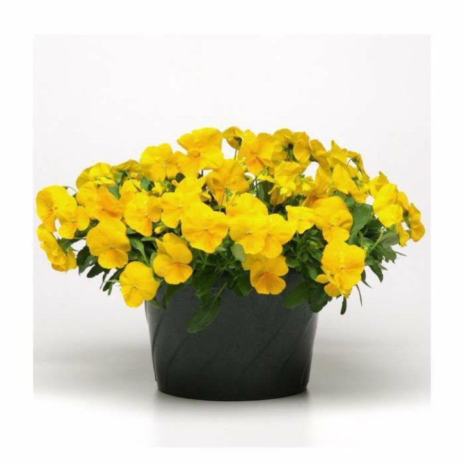 Bedding Plants * | Pansy 'Golden Yellow' | 10.5Cm Pot | Pansy Cool Wave