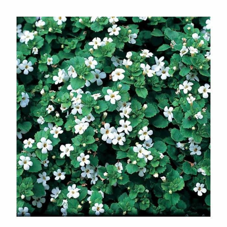 Bedding Plants * | Bacopa 'Snowflake' | Bedding | Pack Of 5 Large Plug Plants