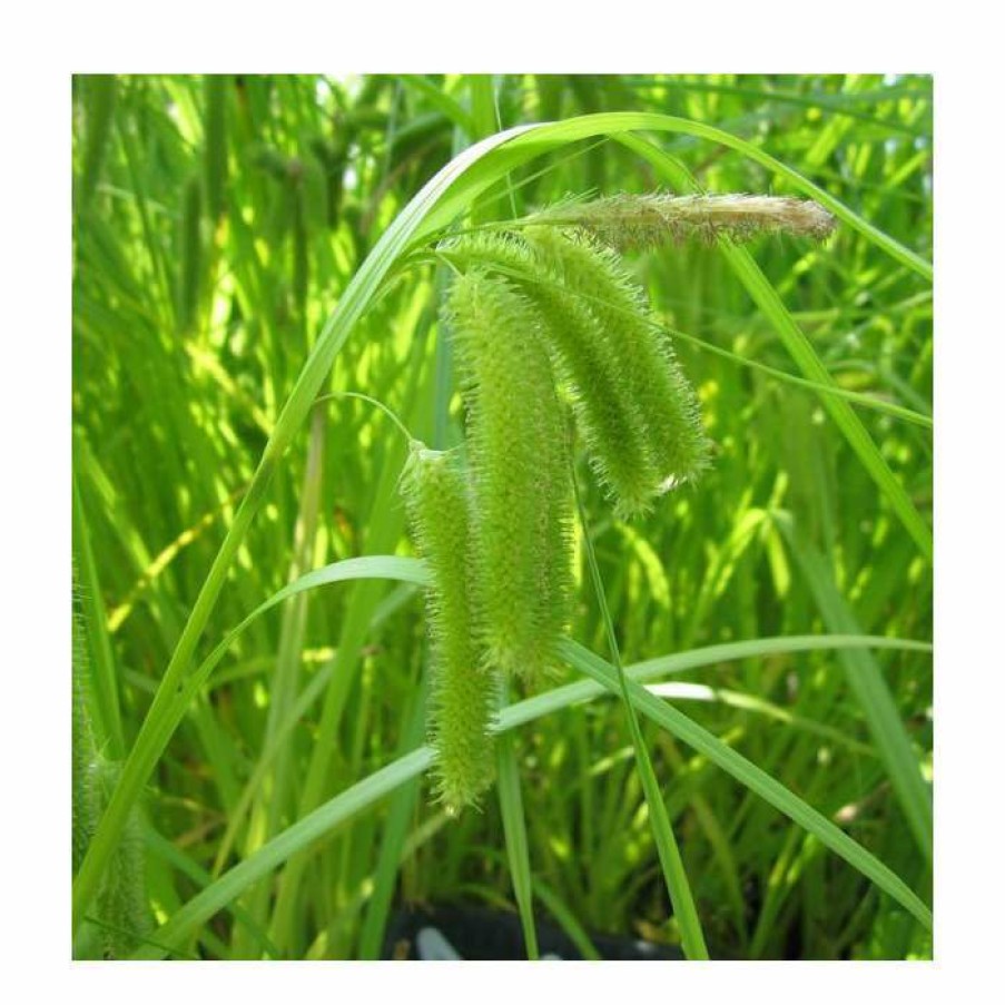 Pond Plants * | Cyperus Sedge | Carex Pseudocyperus