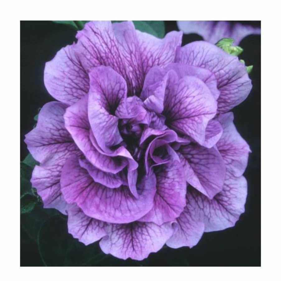 Bedding Plants * | Petunia Tumbelina 'Priscilla' | Bedding | 5 X Large Plugs