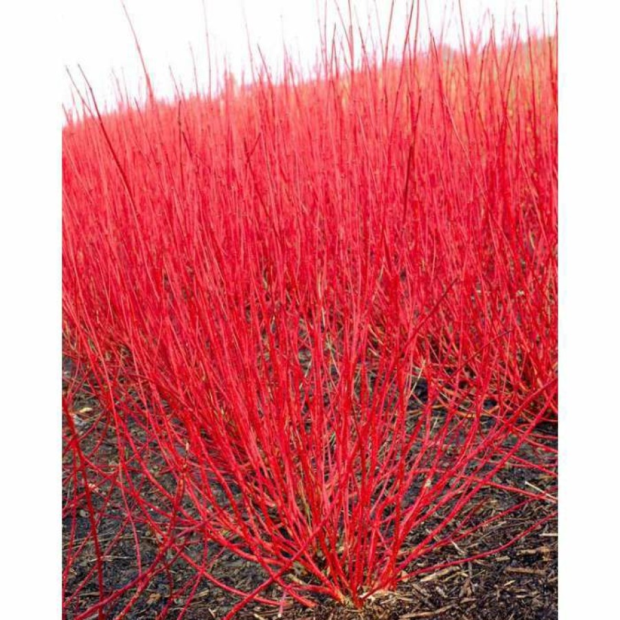 Ornamental Shrubs * | 0.6-1.6Ft Red Stemmed Dogwood | Bare Root | Cornus Alba