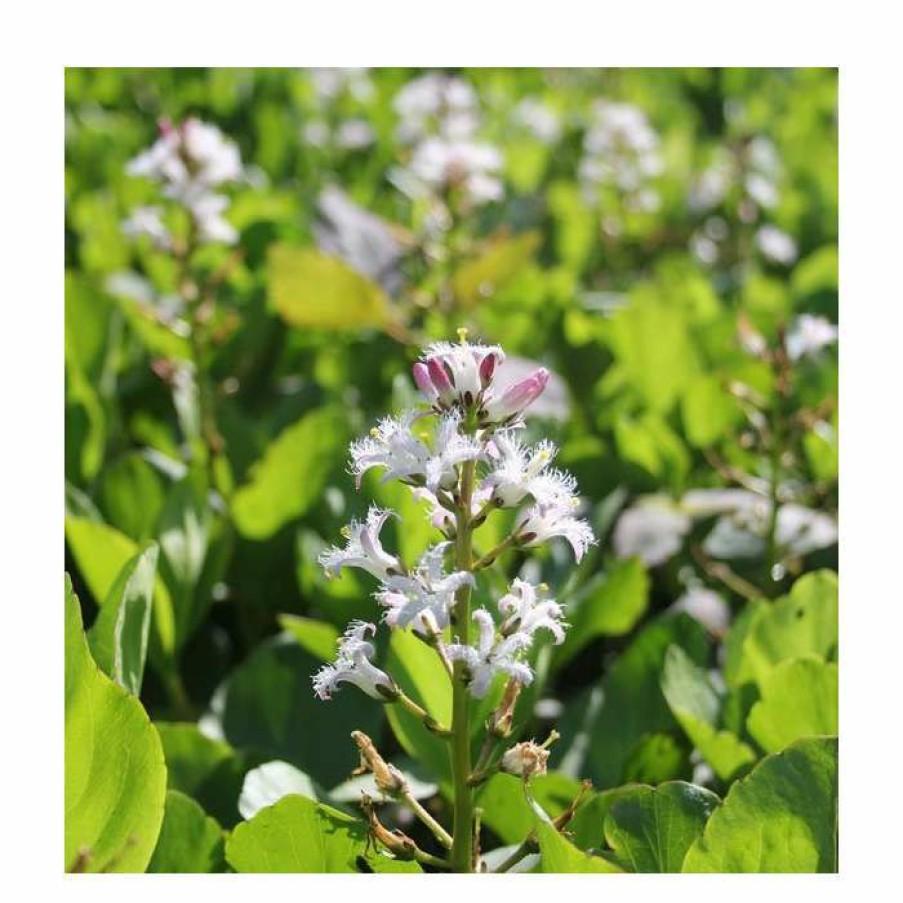 Pond Plants * | Bogbean | Menyanthes Trifoliata