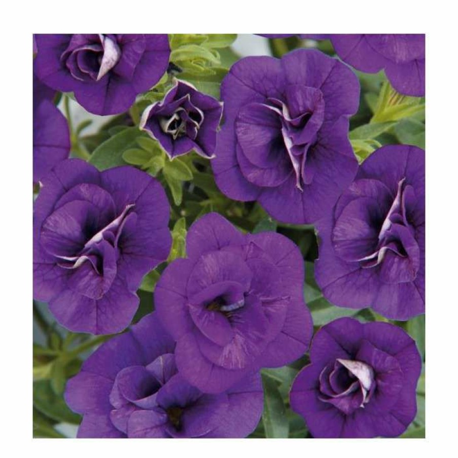 Bedding Plants * | Calibrachoa 'Can-Can Double Blue' | Pack Of 5 Plug Plants