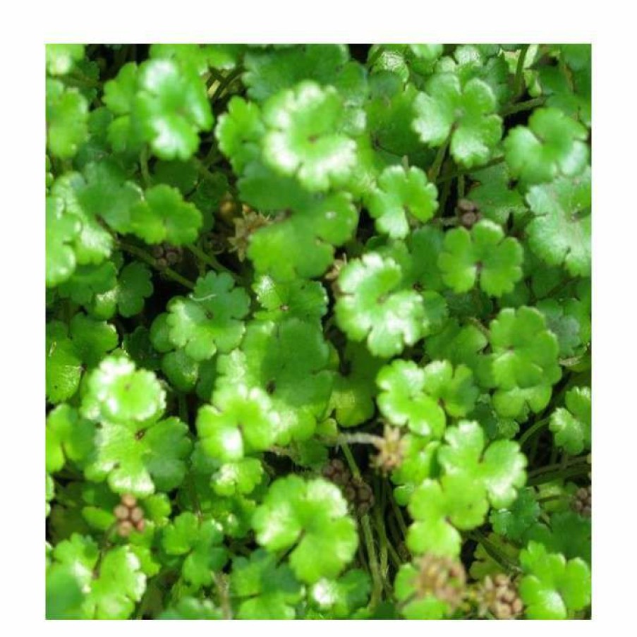 Pond Plants * | 3X Brazilian Pennywort Hydrocotyle Nova 'Zealand' 9Cm Pots