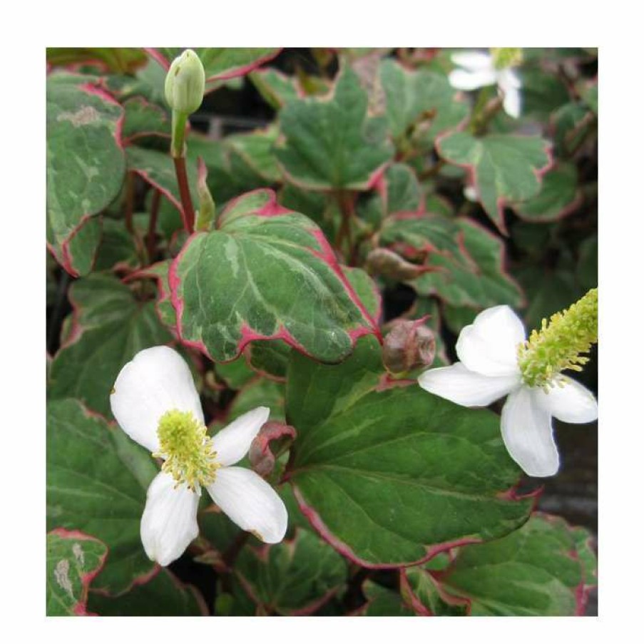 Pond Plants * | 3X Heart Shaped Houttuynia Houttuynia Cordata 9Cm Pots