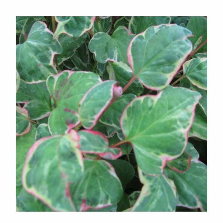 Pond Plants * | 3X Heart Shaped Houttuynia Houttuynia Cordata 9Cm Pots