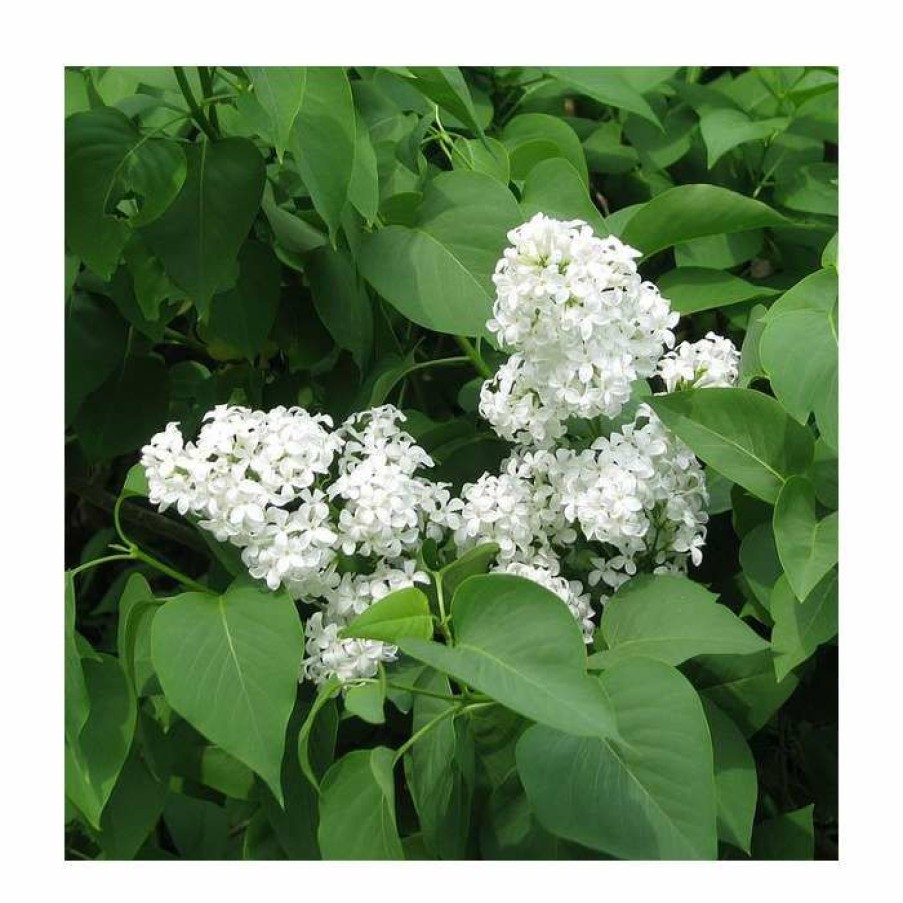 Ornamental Shrubs * | 4Ft 'Madame Lemoine' Lilac | 7L Pot | Syringa Vul 'Madame Lemoine' | By Frank P Matthews