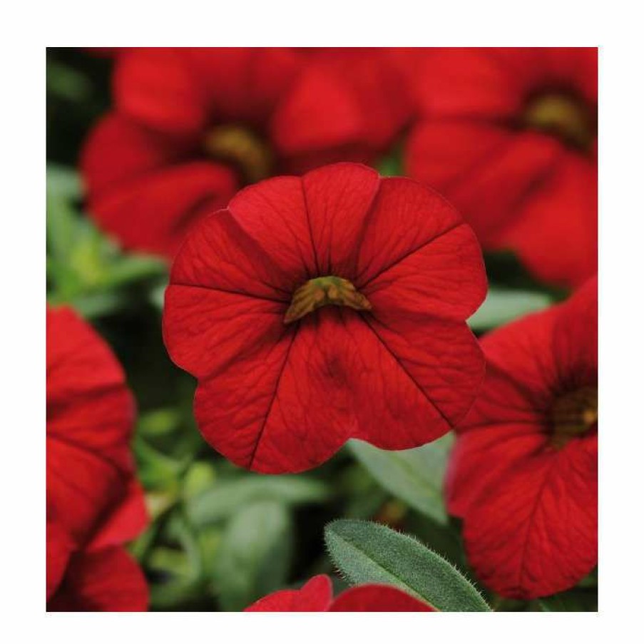 Bedding Plants * | Calibrachoa 'Cabaret Red' | Bedding | Pack Of 5 Large Plug Plants