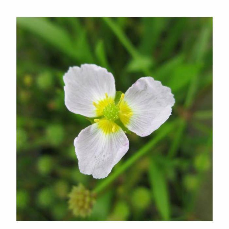 Pond Plants * | Miniature Plantain | Baldelia Ranunculoides