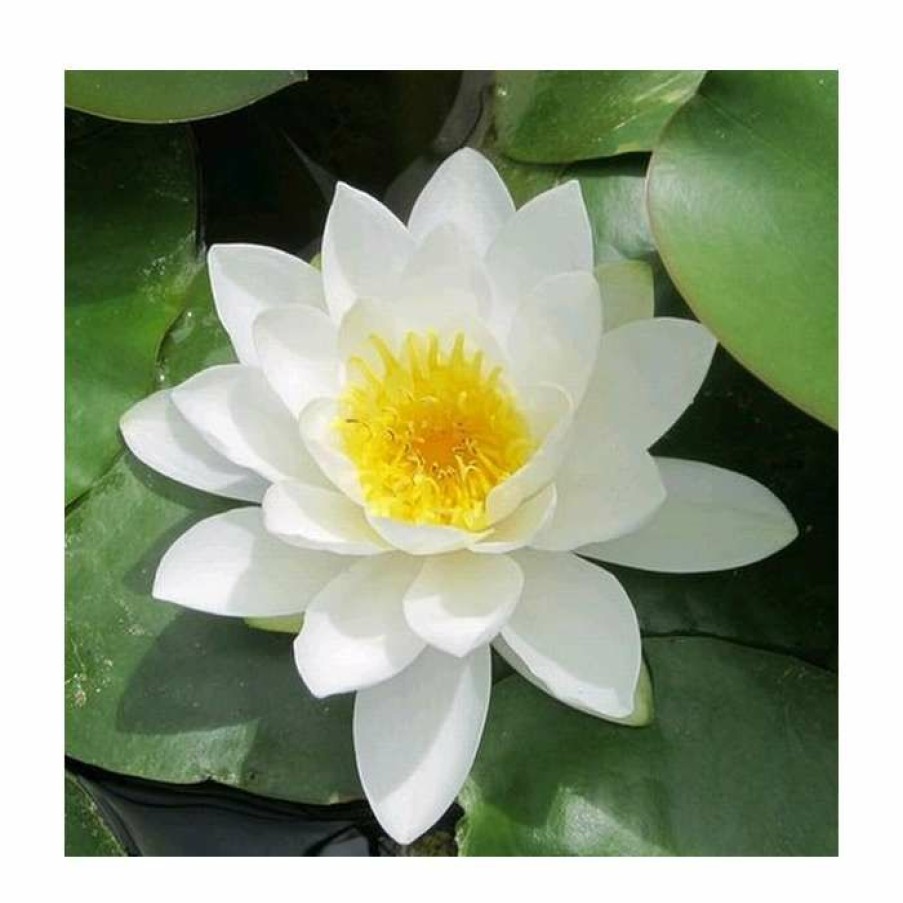 Pond Plants * | Nymphaea 'Gladstoniana' | Water Lily