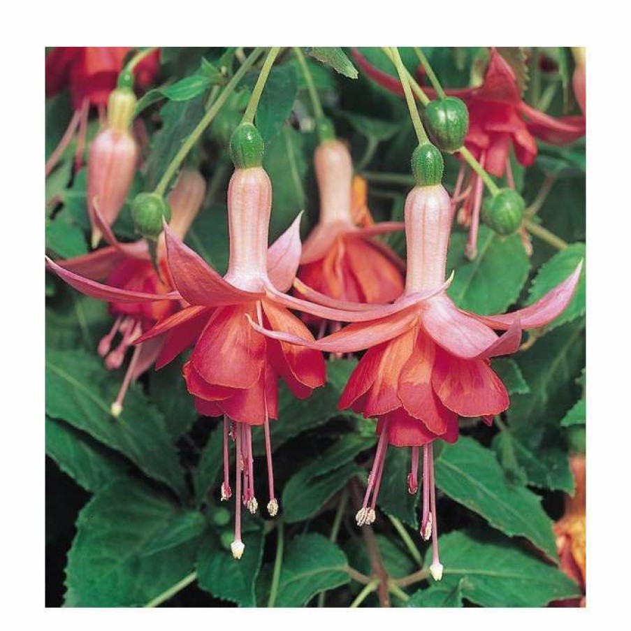 Bedding Plants * | Trailing Fuchsia 'Dancing Flame' | Pack Of 5 Plug Plants