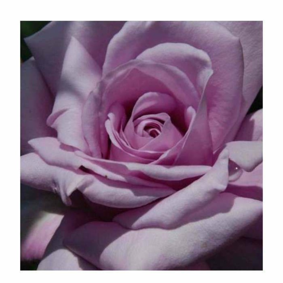 Rose Bushes * | Twice In A Blue Moon' Bush Rose 4L Pot