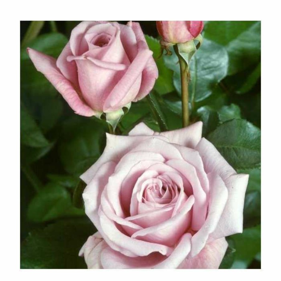 Rose Bushes * | Twice In A Blue Moon' Bush Rose 4L Pot